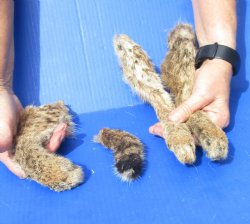 3 Bobcat legs and tail cured in Formaldehyde for $35