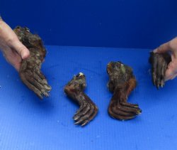 4 Beaver feet/legs cured in formaldehyde for $10