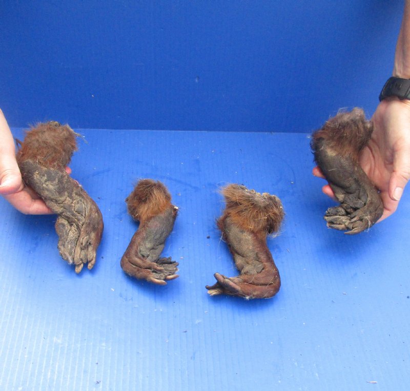 beaver feet, cured