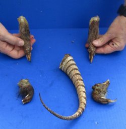 Armadillo and Other Body Parts