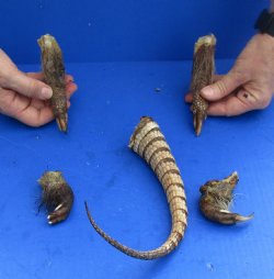 Armadillo tail and legs cured in Formaldehyde for $40
