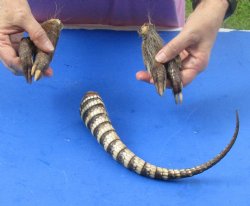 Armadillo tail and legs cured in Formaldehyde for $20