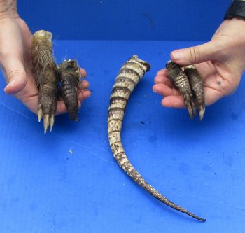 Armadillo tail and legs cured in Formaldehyde for $15