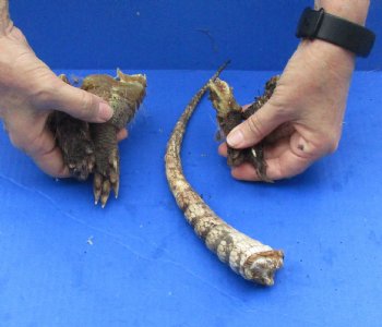 Armadillo tail and legs cured in Formaldehyde for $15