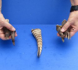 Armadillo tail and ...