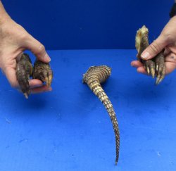 Armadillo tail and legs cured in Formaldehyde for $40