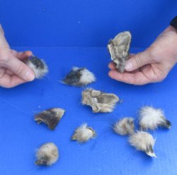 10 Assorted Wildlife Ears cured in formaldehyde $15