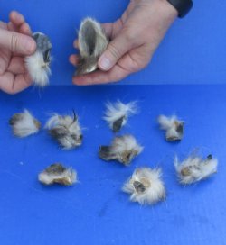 10 Assorted Wildlife Ears cured in formaldehyde $10