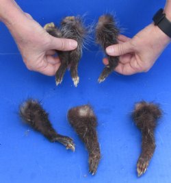 6 pc lot Opossum feet cured in formaldehyde for $24