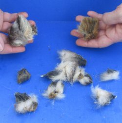 10 Assorted Wildlife Ears cured in formaldehyde $25