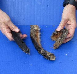 3 Fox legs cured in formaldehyde for $30