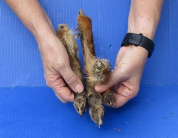 3 Fox legs cured in formaldehyde for $30