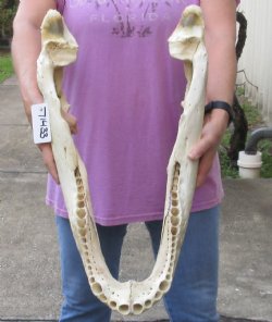 23 inch Florida alligator bottom jaw bone $40