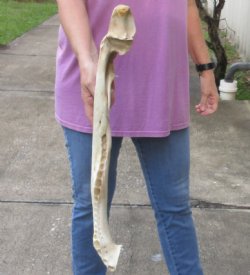 23 inch Florida alligator bottom jaw bone $15