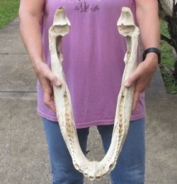 22 inch Florida alligator bottom jaw bone $30