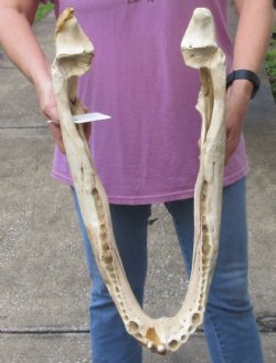 23 inch Florida alligator bottom jaw bone $35