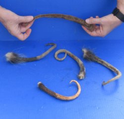 5 Piece Lot of Opossum Tails preserved with formaldehyde for $40