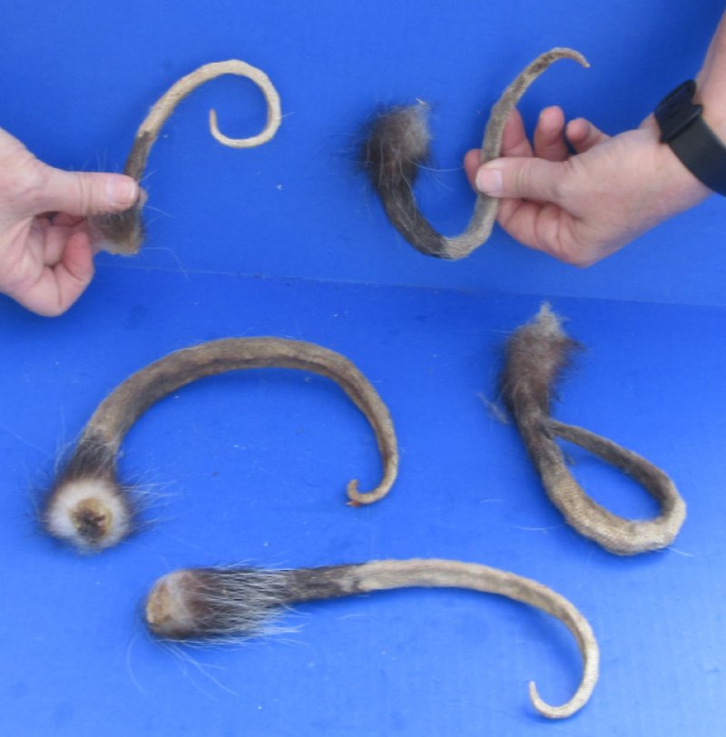 Opossum Tail