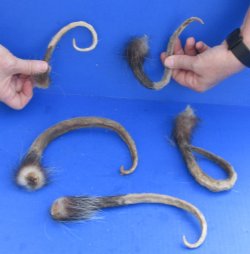 5 Piece Lot of Opossum Tails preserved in formaldehyde for $40