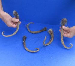 5 Piece Lot of Opossum Tails preserved with formaldehyde for $25