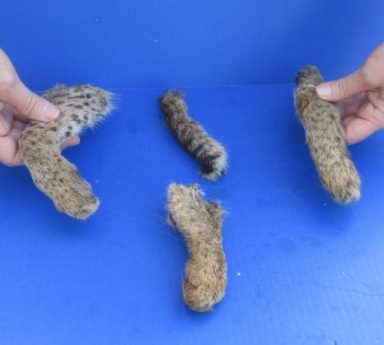 3 Bobcat legs and tail cured in Formaldehyde for $29