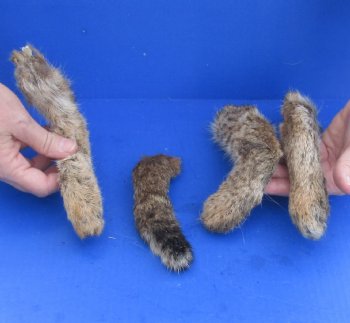 3 Bobcat legs and tail cured in Formaldehyde for $29