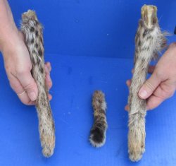 2 Preserved Bobcat legs and tail for $25