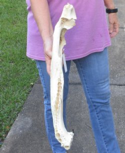 21 inch Florida alligator bottom jaw bone $15