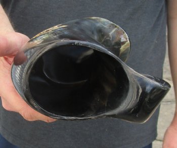 Polished Ox Horn Mug, Cow Horn Mug with carved face design 6" tall. For Sale for $30
