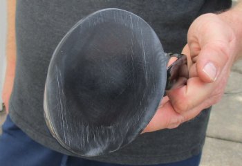 Polished Buffalo Horn Mug, Cow Horn Mug with carved wolf design 6-3/4" tall. For sale $16