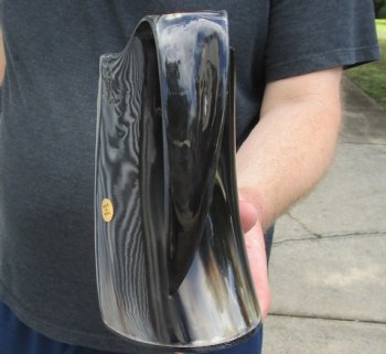 Polished Ox Horn Mug, Cow Horn Mug with carved wolf design 7" tall. For sale for $32