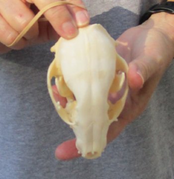 A-Grade Raccoon Skull measuring 4-1/2 inches long for $35 