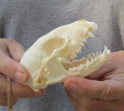 A-Grade Raccoon Skull measuring 4 inches long for $35 
