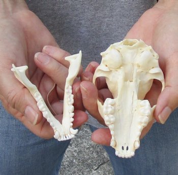 A-Grade Raccoon Skull measuring 4 inches long for $35 