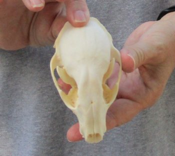 A-Grade Raccoon Skull measuring 4-1/4 inches long for $35 