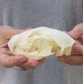 A-Grade Raccoon Skull measuring 4-3/4 inches long for $35 