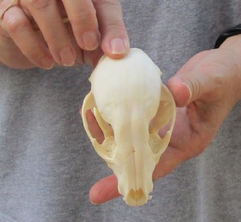 A-Grade Raccoon Skull measuring 4-1/4 inches long for $35 