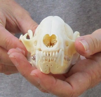 A-Grade Raccoon Skull measuring 4-3/4 inches long for $35 
