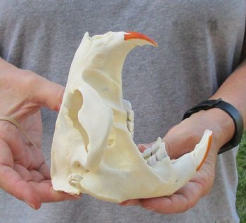 North American Beaver Skull 5-1/2 inches - $21