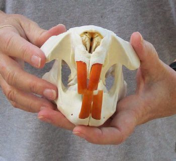 North American Beaver Skull 5-1/2 inches - $21