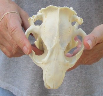 North American Beaver Skull 5-1/2 inches - $21