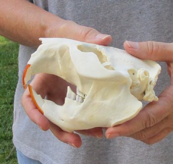 North American Beaver Skull 5-1/2 inches - $21