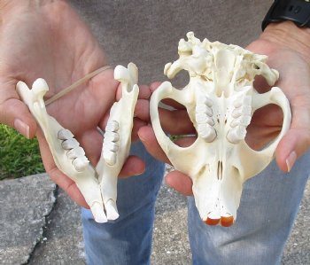 North American Beaver Skull 5-1/2 inches - $21