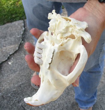 North American Beaver Skull 5-1/2 inches - $29