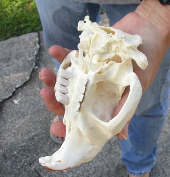North American Beaver Skull 5-1/2 inches - $21