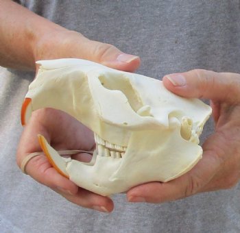 North American Beaver Skull 5 inches - $29