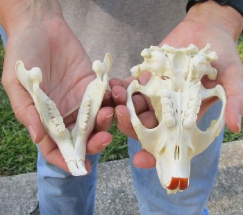 North American Beaver Skull 5 inches - $29