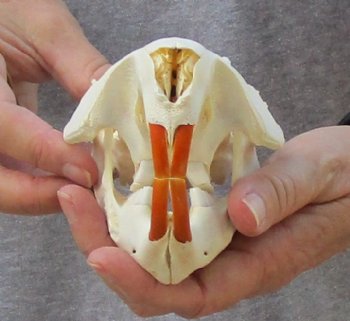 North American Beaver Skull 4-3/4 inches - $21