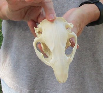 North American Beaver Skull 4-3/4 inches - $21