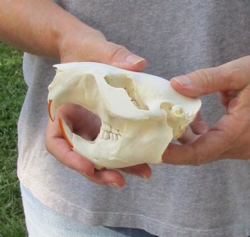 North American Beaver Skull 4-3/4 inches - $21